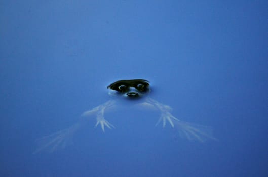 Frog with bulging eyes peeking through the surface