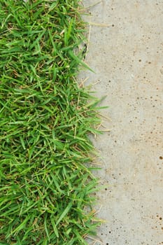 Green grass and concrete floor