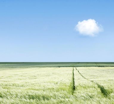 A green field with wheel tracks