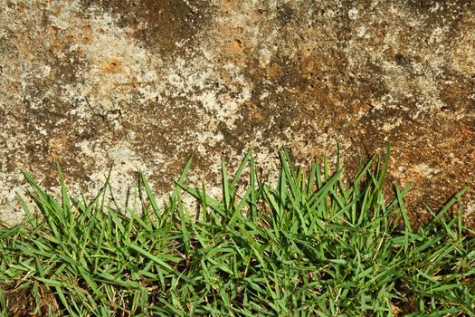 Green grass and concrete wall