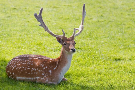 Fallow deer buck or Dama dama with shovel-shaped antlers resting under a tree in summer