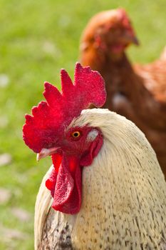 Close up of rooster and chicken with green grass background