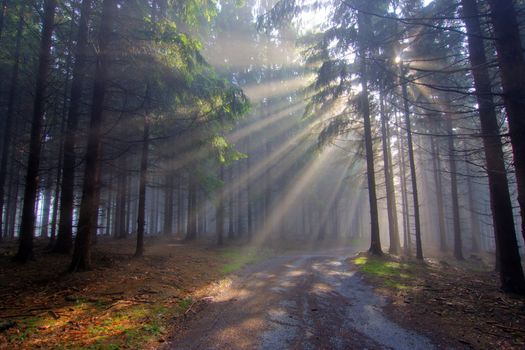 Image of the coniferous forest early in the morning - early morning fog