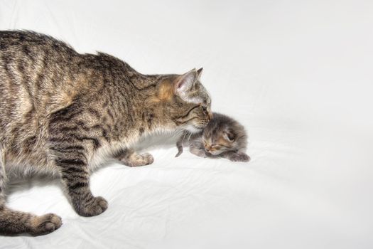 Detail of the very small kitten - newborn kitten, two weeks ago