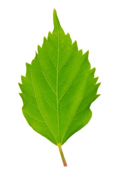 Hibiscus leaf isolated on white background.