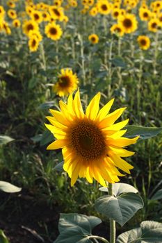 field of sunflowers at sunset