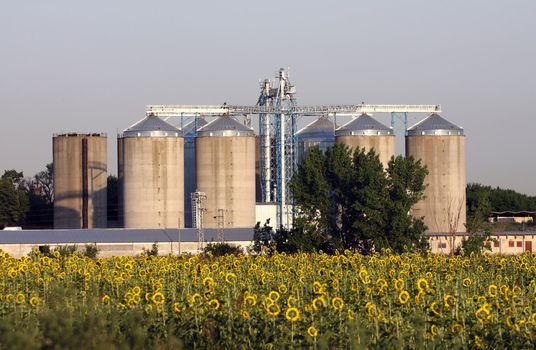 View of grain silos and sunflower field