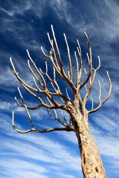 Tree against a blue sky - Copy Space