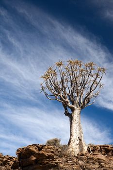 Age quiver tree in South Africa before a bright blue sky