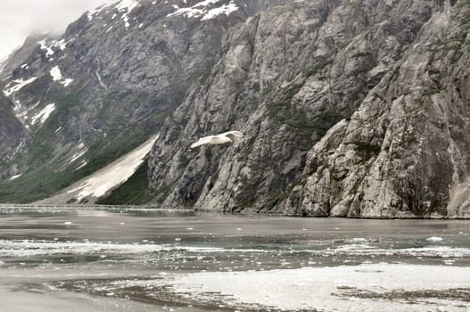 Alaskan Glaciers