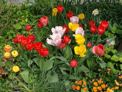 Summer colorful field of tulips red and yellow