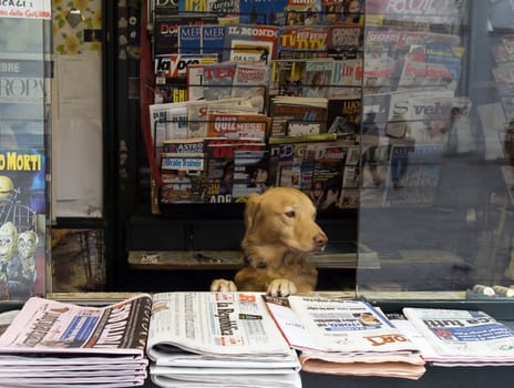 photo was taken on one of the squares of Rome







owner of the newsstand