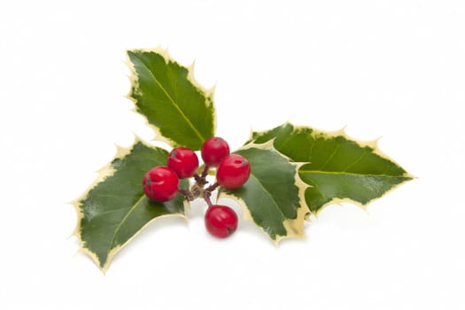 holly plant with berries isolated on white background