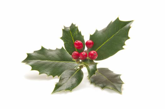 holly plant with berries isolated on white background