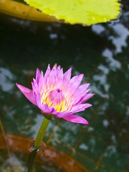 Lotus