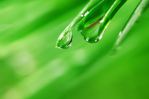 big water drop on grass blade