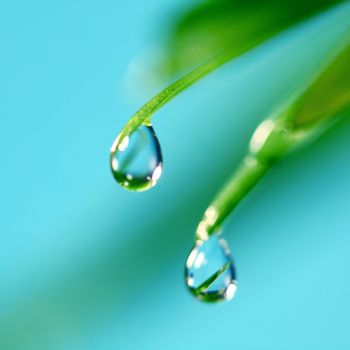 big water drop on grass blade