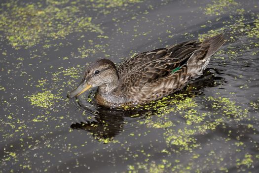 Gadwall brood of floats on the water with green duckweed and feeds