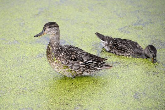 Gadwall brood of floats on the water with green duckweed and feeds