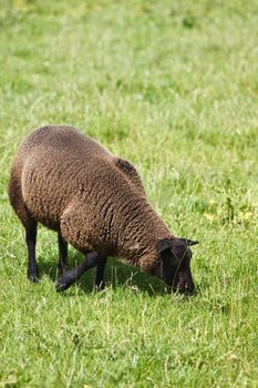 Brown sheep grazing on field in summersun - vertical