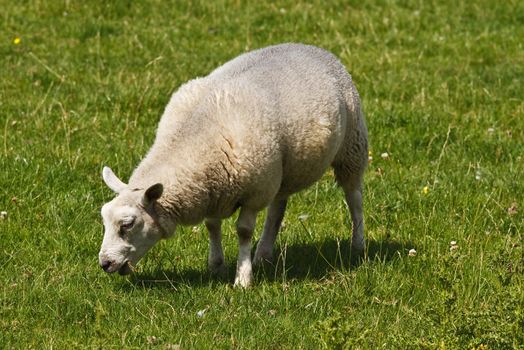 White sheep grazing on field in summersun - horizontal