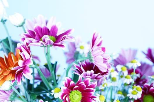 pink chrysanthemum macro close up