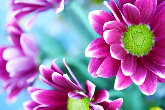 pink chrysanthemum macro close up