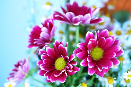 pink chrysanthemum macro close up