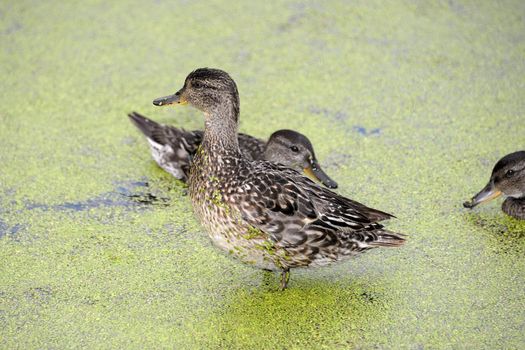 Gadwall brood of floats on the water with green duckweed and feeds