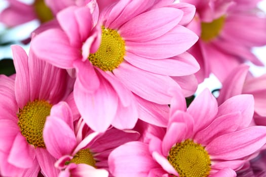 pink chrysanthemum macro close up