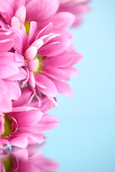 pink chrysanthemum macro close up