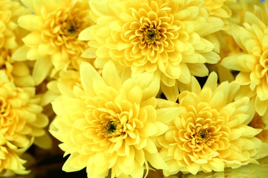 yellow chrysanthemum macro close up