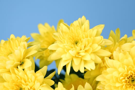 yellow chrysanthemum macro close up