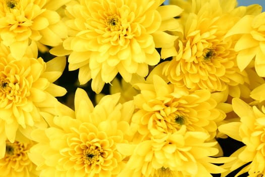 yellow chrysanthemum macro close up