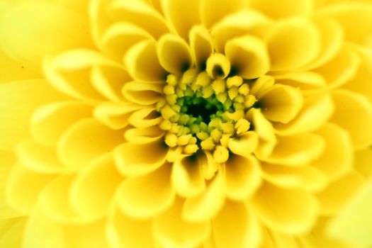 yellow chrysanthemum macro close up