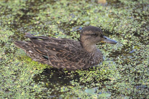 Gadwall brood of floats on the water with green duckweed and feeds