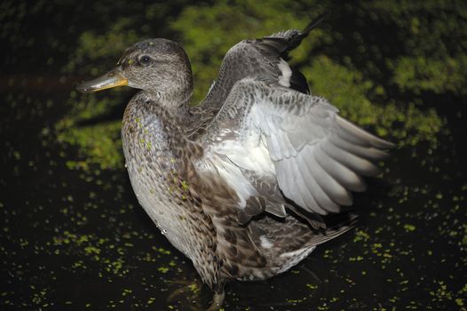 Gadwall brood of floats on the water with green duckweed and feeds