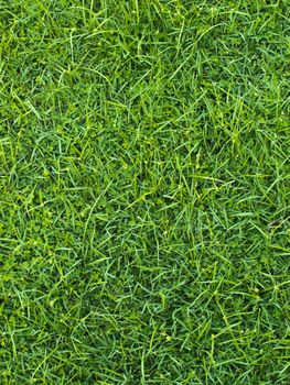 Green grass background