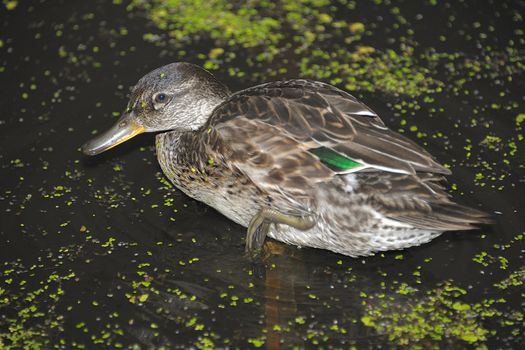 Gadwall brood of floats on the water with green duckweed and feeds