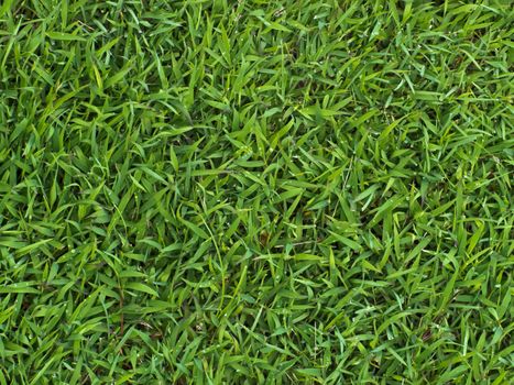 Green grass background