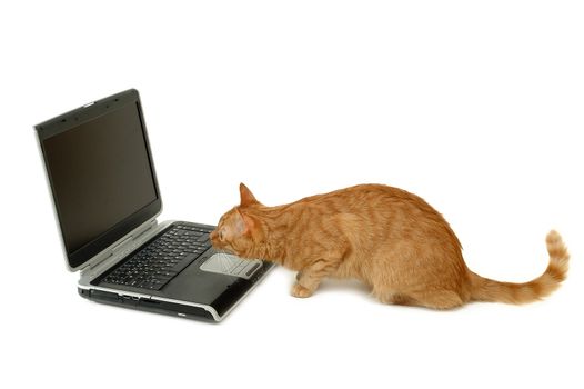 Cat is using laptop computer isolatede on a white background