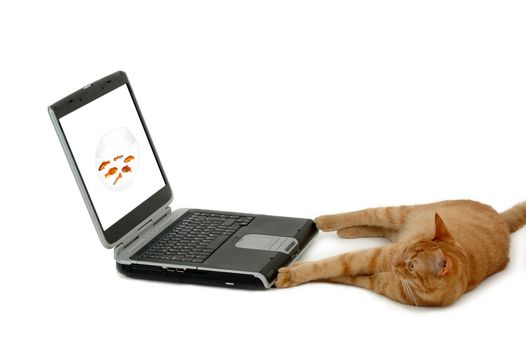 Cat is looking at a laptop with a picture of a bowl of fish. The fishbowl picture is also taken by me.