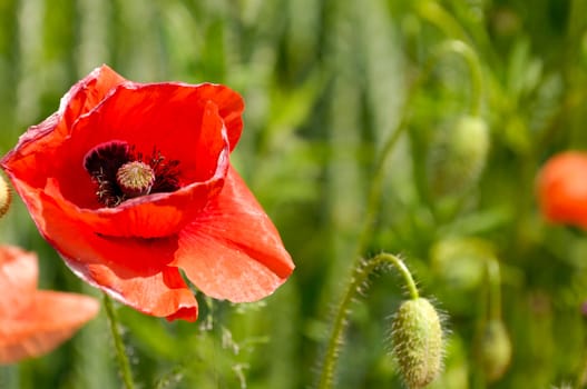 Red poppy in a corn field