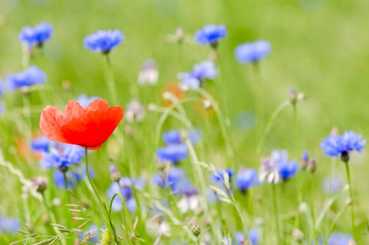 Red and blue flowers. Only the red poppy is in focus.