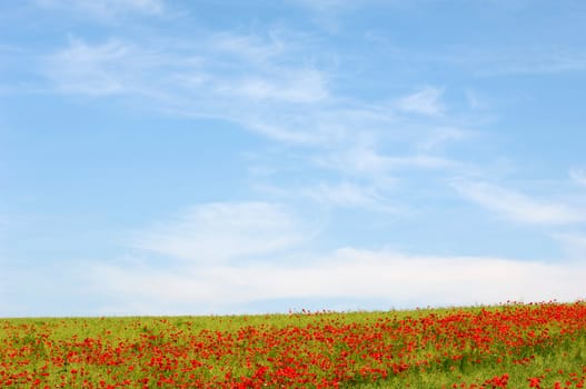 Manny red poppies with blue and cloudy sky