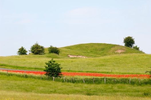 Landscape with flowers, trees and hill