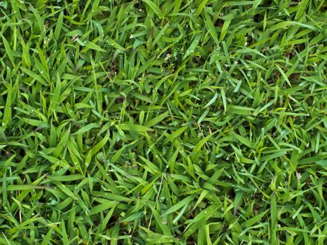 Green grass background