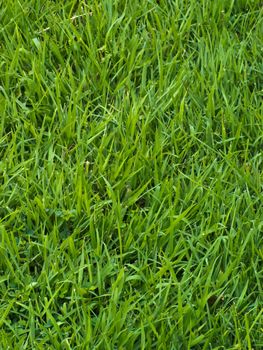 Green grass background