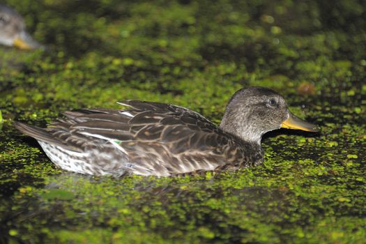 Gadwall brood of floats on the water with green duckweed and feeds