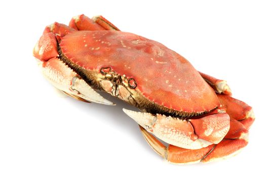 dungeness crab isolated on white